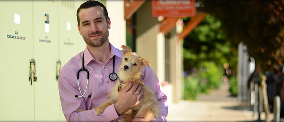 Veterinarians in Downtown Portland OR