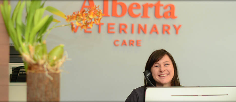 Veterinarians in Downtown Portland OR