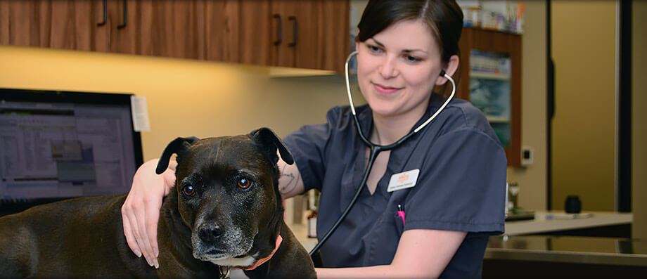 Veterinarians in Downtown Portland OR